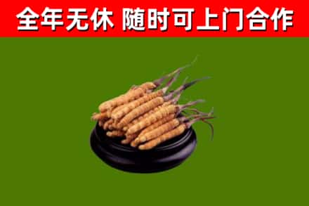 都江堰市回收冬虫夏草