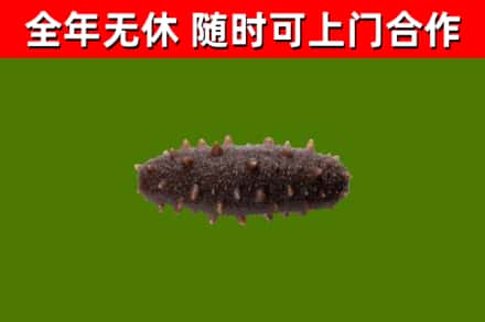 都江堰市回收海参干